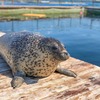 Всемирный день защиты морских млекопитающих — профессиональный праздник для АО «Восточный Порт»